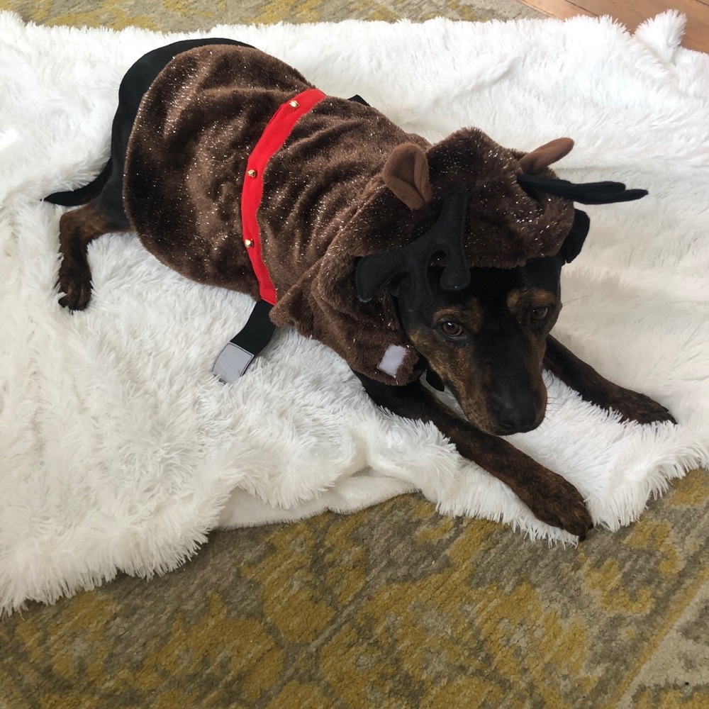 Reindeer dog outfit (NWOT tried on only)